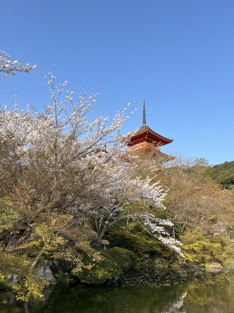 京都の八坂の塔と桜