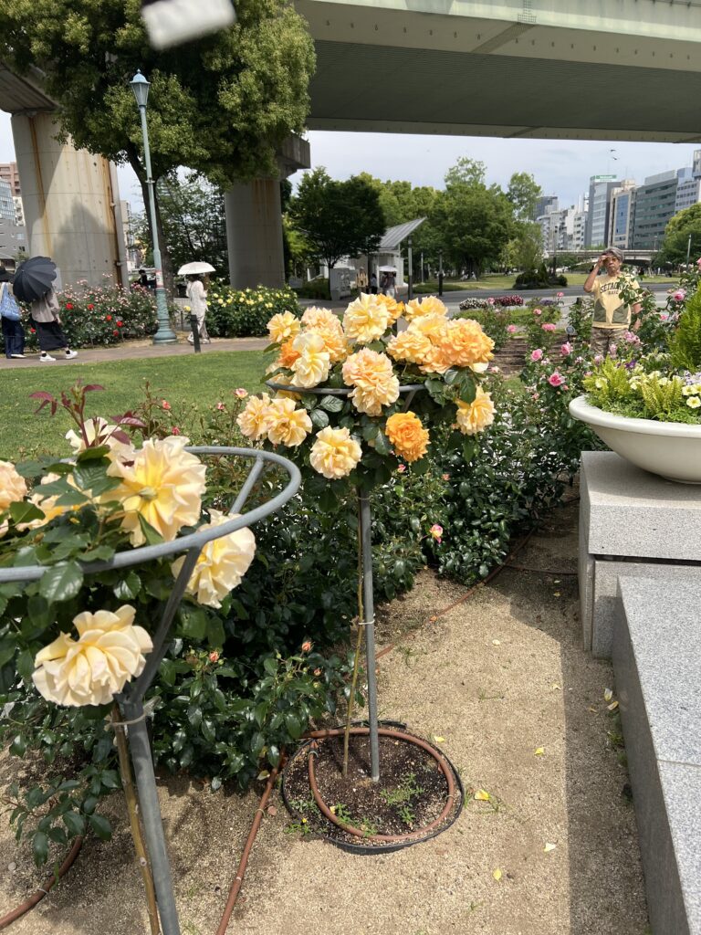 中之島バラ園